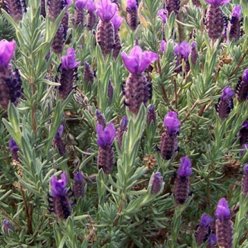 Lavender stoechas Blueberry Ruffles | ScotPlants Direct